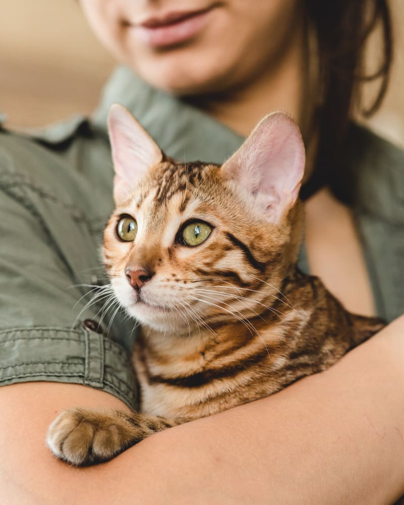 Spaying & Neutering, Beloit Veterinarians