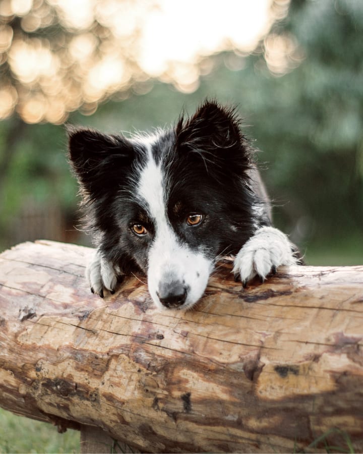 Pet Vaccinations in Beloit