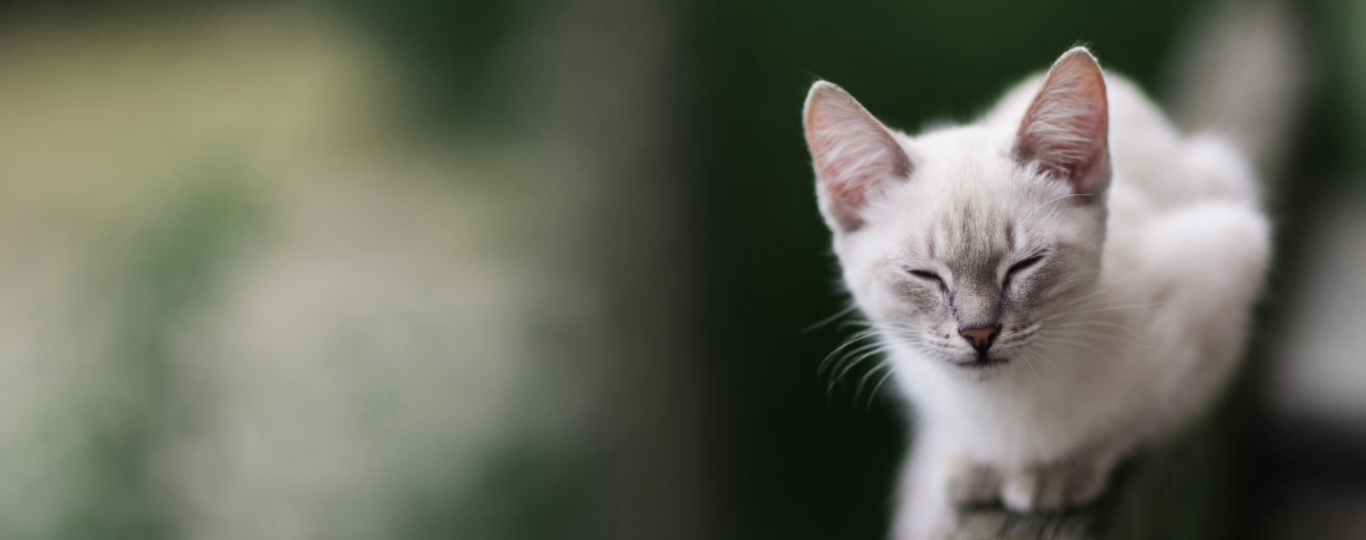 Beloit Veterinary Hospital Testimonials Background